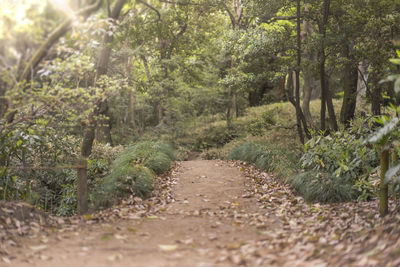 Footpath amidst trees in forest