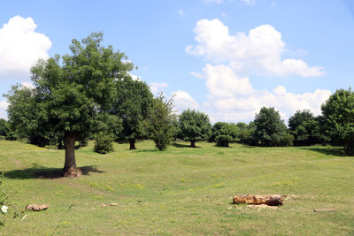 Scenic view of trees on field against sky