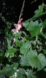 High angle view of flowering plant