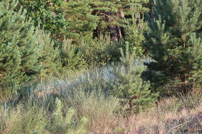 Trees in forest