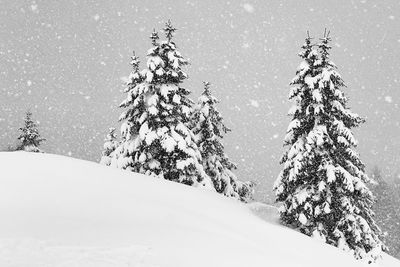 Pine trees on snow covered land