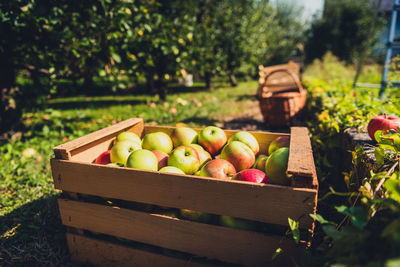 High angle view of fresh apples in crate at orchard