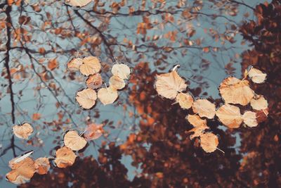 High angle view of autumn leaves floating on river