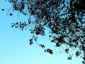 Low angle view of bird on tree against clear sky