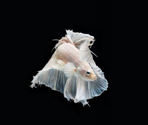 Close-up of white fish against black background