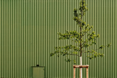 Plants growing against wall