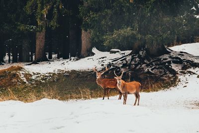 Horse grazing on field during winter