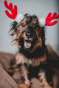 Portrait of dogs with dog