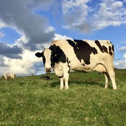 Cow grazing on field against sky