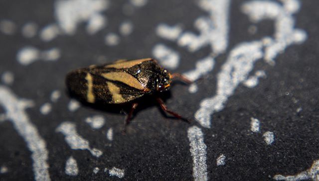 one animal, animal themes, insect, animals in the wild, wildlife, close-up, focus on foreground, selective focus, full length, outdoors, nature, day, animal antenna, no people, zoology, high angle view, sunlight, textured, leaf, ground