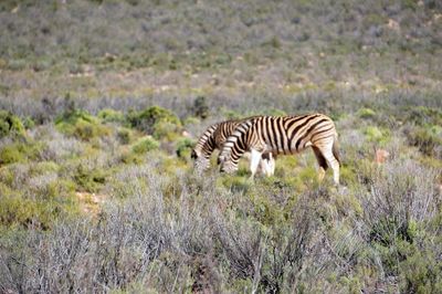 Zebras walking in a field