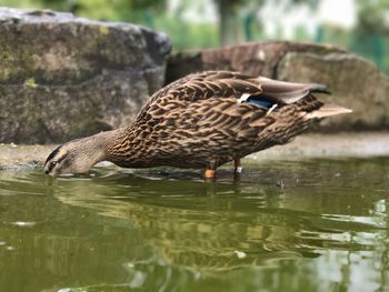 Close-up of mallard duck in water