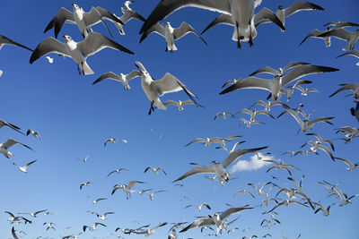 Low angle view of birds flying against blue sky