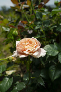 Close-up of pink flowering plant