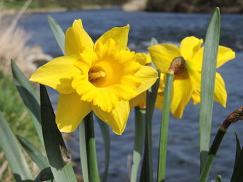 Close-up of yellow daffodil blooming outdoors