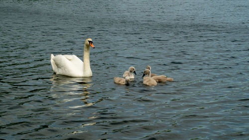 Large white mute swan swans young and cygnets in bevy group low level close up