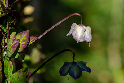 Close-up of purple flowering plant