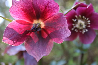 Close-up of pink flowers