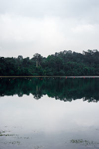 Reflection of trees in lake