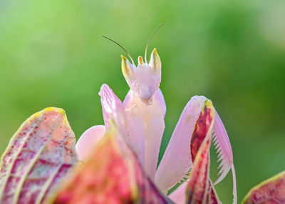 nature