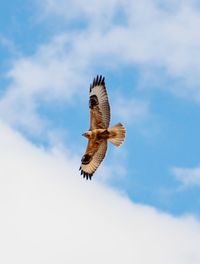 Low angle view of eagle flying against sky
