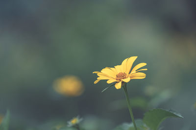 Close-up of yellow flowering plant