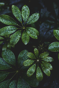 Close-up of green leaves