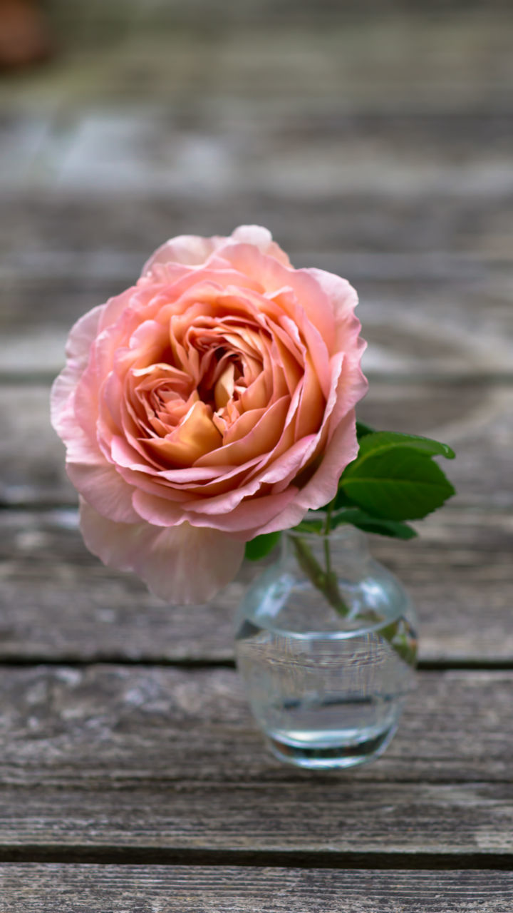 flower, freshness, petal, rose - flower, fragility, flower head, beauty in nature, close-up, rose, pink color, single flower, table, focus on foreground, nature, growth, indoors, blooming, vase, single rose, no people