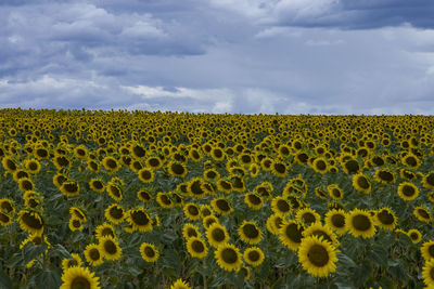 Yellow flowers growing on field against sky