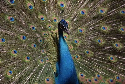 Close-up of peacock