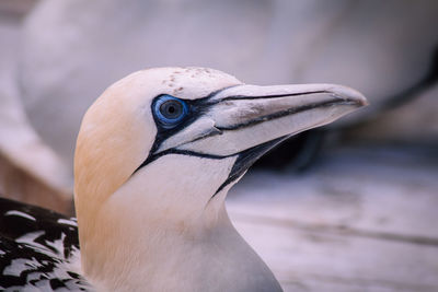 Close-up of bird