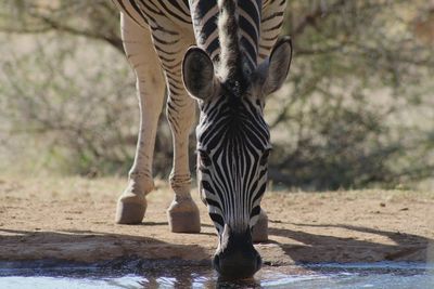 View of a drinking water