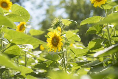 Close-up of yellow flowering plant