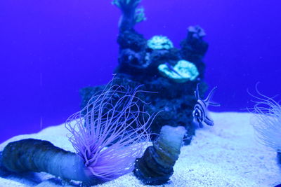 Close-up of jellyfish swimming in water