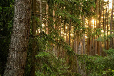 Trees growing in forest