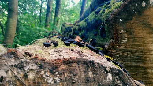 Close-up of lizard on tree trunk in forest