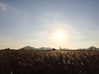 Scenic view of field against sky during sunset