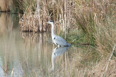 Bird flying over lake