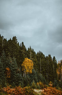 Trees in forest against sky during autumn