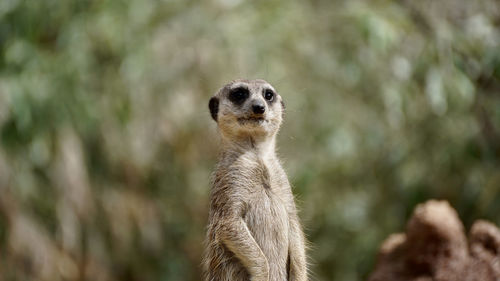 Close-up of meerkat