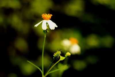 Close-up of flowering plant