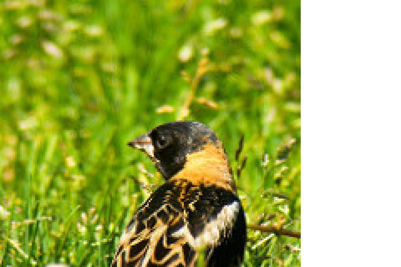 Bobolink