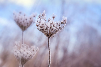 Close-up of wilted plant