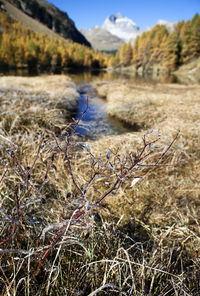 Close-up of plants growing on land