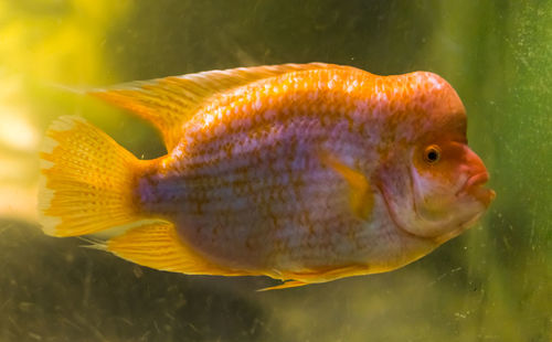 Close-up of fish swimming in sea