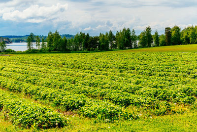 Scenic view of field against sky