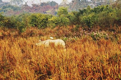 Sheep in field against trees in forest