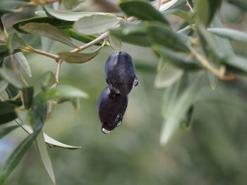 Close-up of black fruits on plant