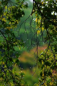 Close-up of wet tree