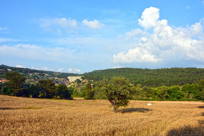 Scenic view of agricultural field against sky